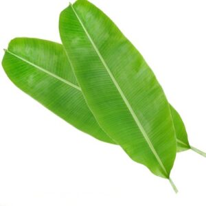 banana-leaf-500x500