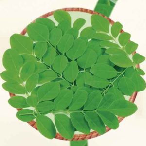 moringa-300x300