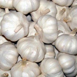 solo-garlic-500x500-300x300